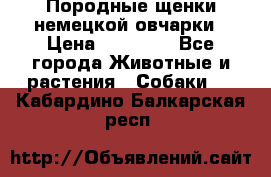 Породные щенки немецкой овчарки › Цена ­ 24 000 - Все города Животные и растения » Собаки   . Кабардино-Балкарская респ.